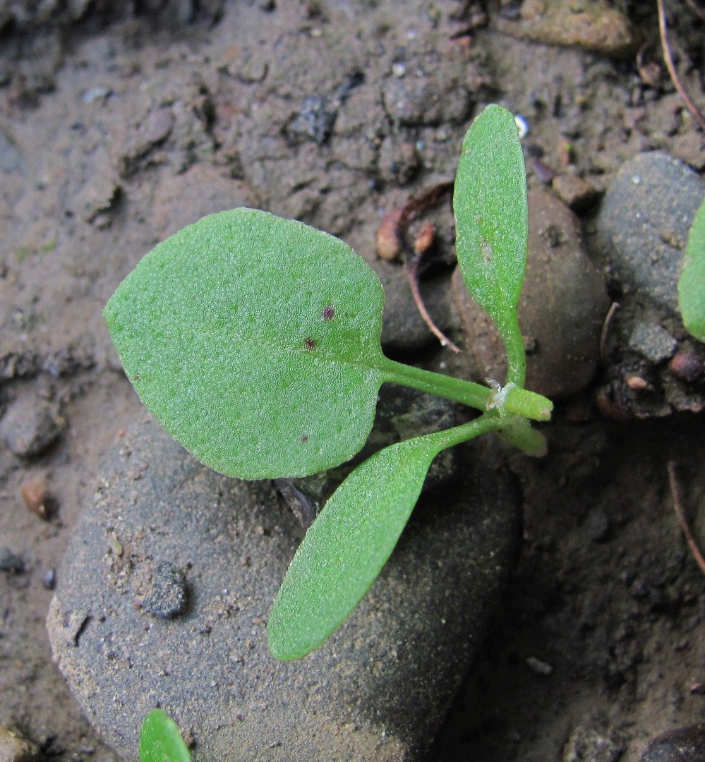 Image of Rumex obtusifolius specimen.