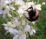 Filipendula vulgaris