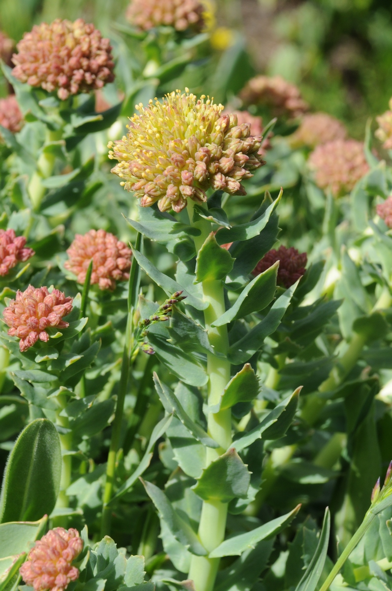 Image of Rhodiola heterodonta specimen.
