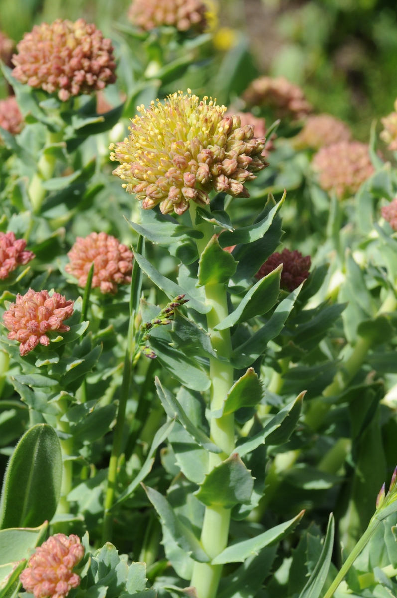 Изображение особи Rhodiola heterodonta.