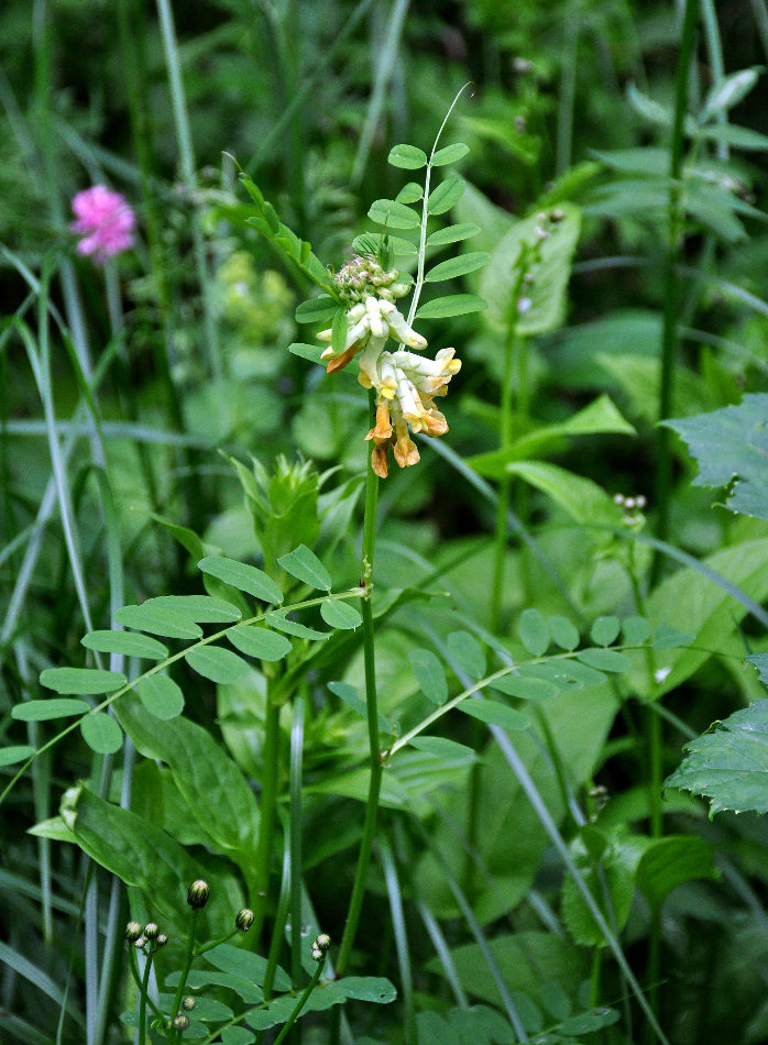 Изображение особи Vicia balansae.