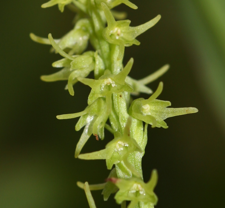 Image of Herminium monorchis specimen.