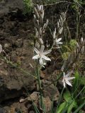 Asphodelus ramosus ssp. distalis