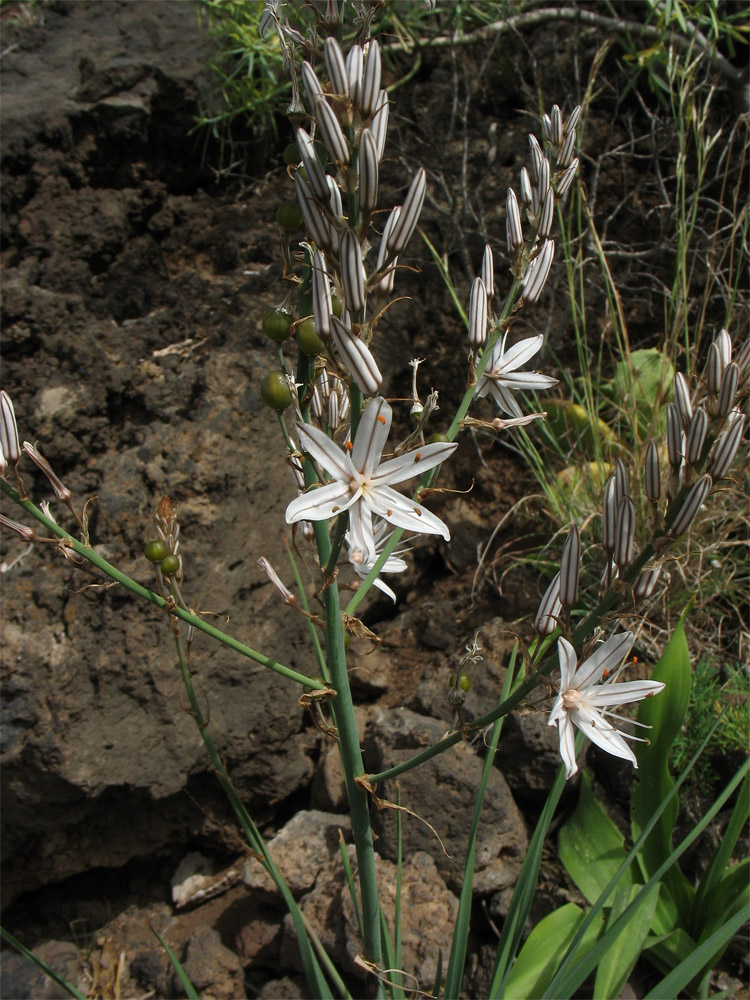 Изображение особи Asphodelus ramosus ssp. distalis.