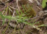 Astragalus austriacus. Верхушка побега с листьями и бутонами. Украина, Запорожская обл., Розовский р-н, склон возле восточного берега пруда на речке Каратыш. 08.06.2016.