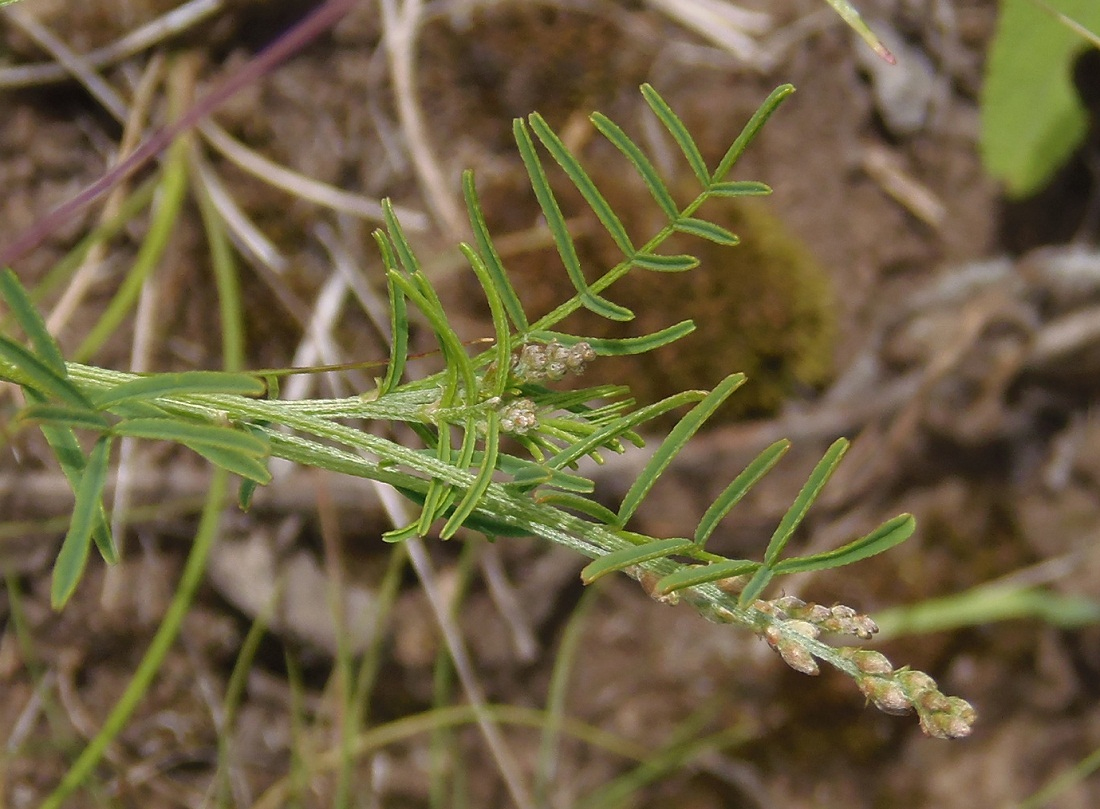 Изображение особи Astragalus austriacus.