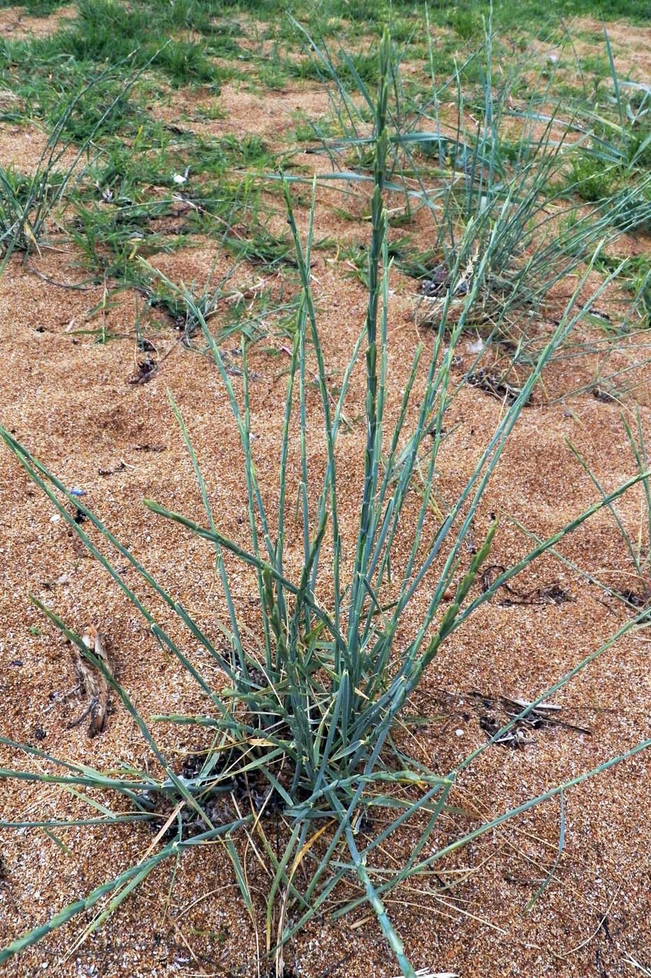 Изображение особи Elytrigia bessarabica.