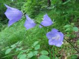 Campanula persicifolia. Верхушка цветущего растения. Республика Татарстан, г. Казань, окр. пос. Щербаковка, долина р. Казанка, озеро Голубое, крутой залесённый склон. 21.06.2015.