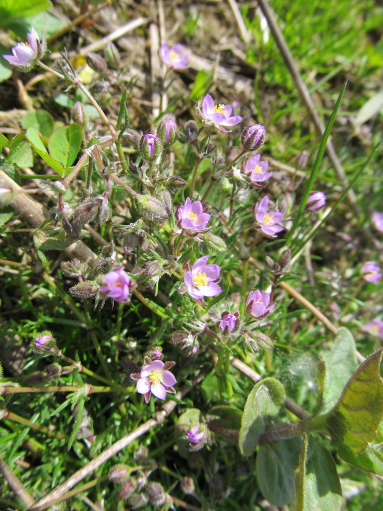 Image of Spergularia rubra specimen.