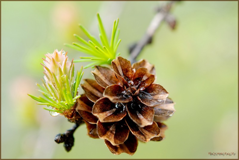 Image of Larix cajanderi specimen.