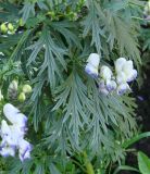 Aconitum × stoerkianum. Соцветия и листья. Иркутск, городской двор, цветник. 17.08.2016.