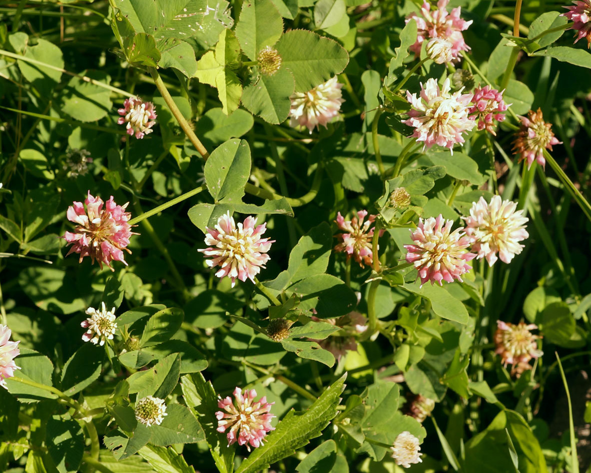 Изображение особи Trifolium hybridum.