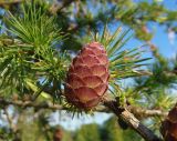 Larix decidua. Часть ветви с молодой шишкой. Украина, Тернопольская обл., Кременецкий р-н, окраина г. Почаев. 31.05.2015.
