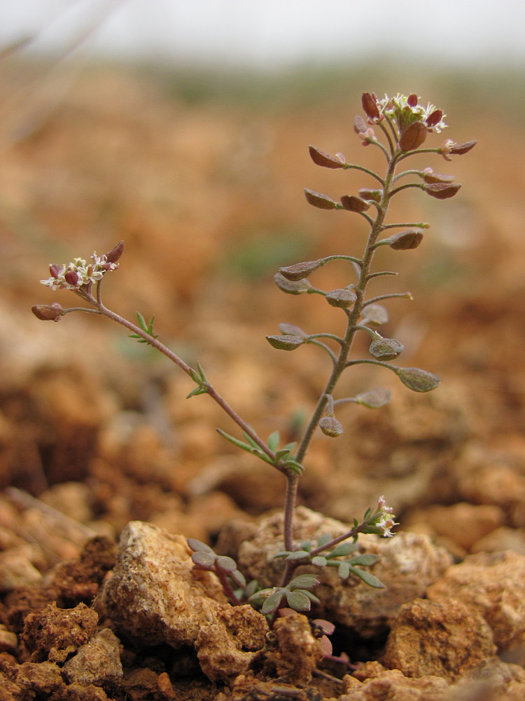 Изображение особи Hornungia petraea.