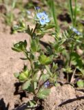 Veronica triphyllos