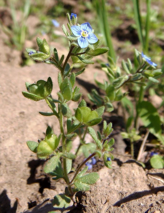 Image of Veronica triphyllos specimen.