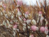 Salix krylovii