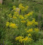 Ferula songarica