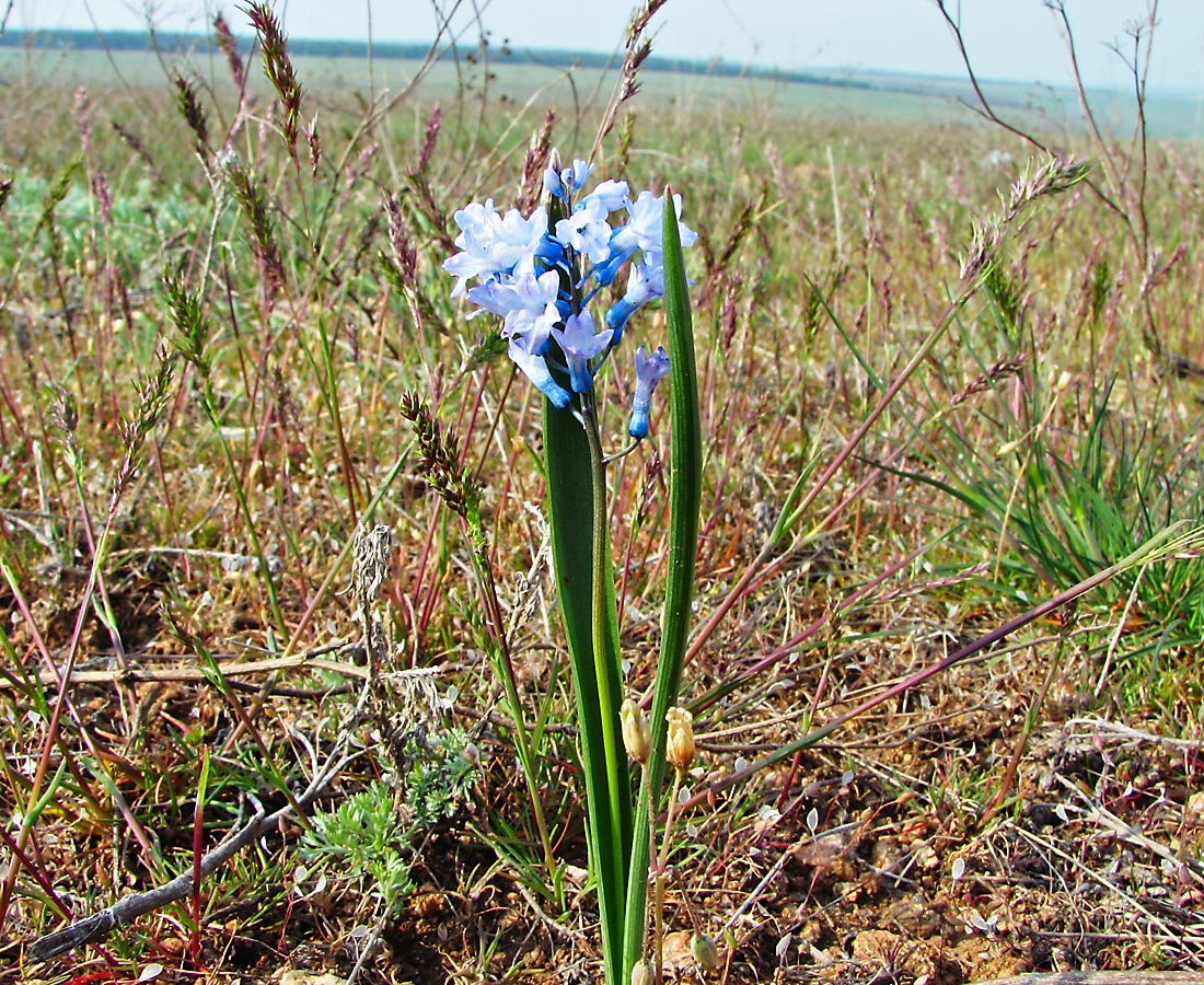 Image of Hyacinthella pallasiana specimen.