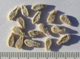 Image of taxon representative. Author is Сергей Банкетов
