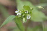 Stellaria neglecta. Верхушка цветущего растения. Ростов-на-Дону, Ботанический сад ЮФУ. 22.04.2015.