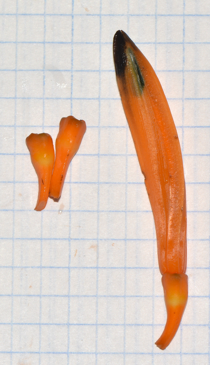 Image of Heliconia psittacorum specimen.