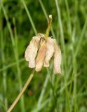 Hesperis tristis. Отцветающий цветок с завязавшимся плодом. Украина, г. Запорожье, южный край балки возле с. Малышевка, разнотравная степь. 03.05.2016.