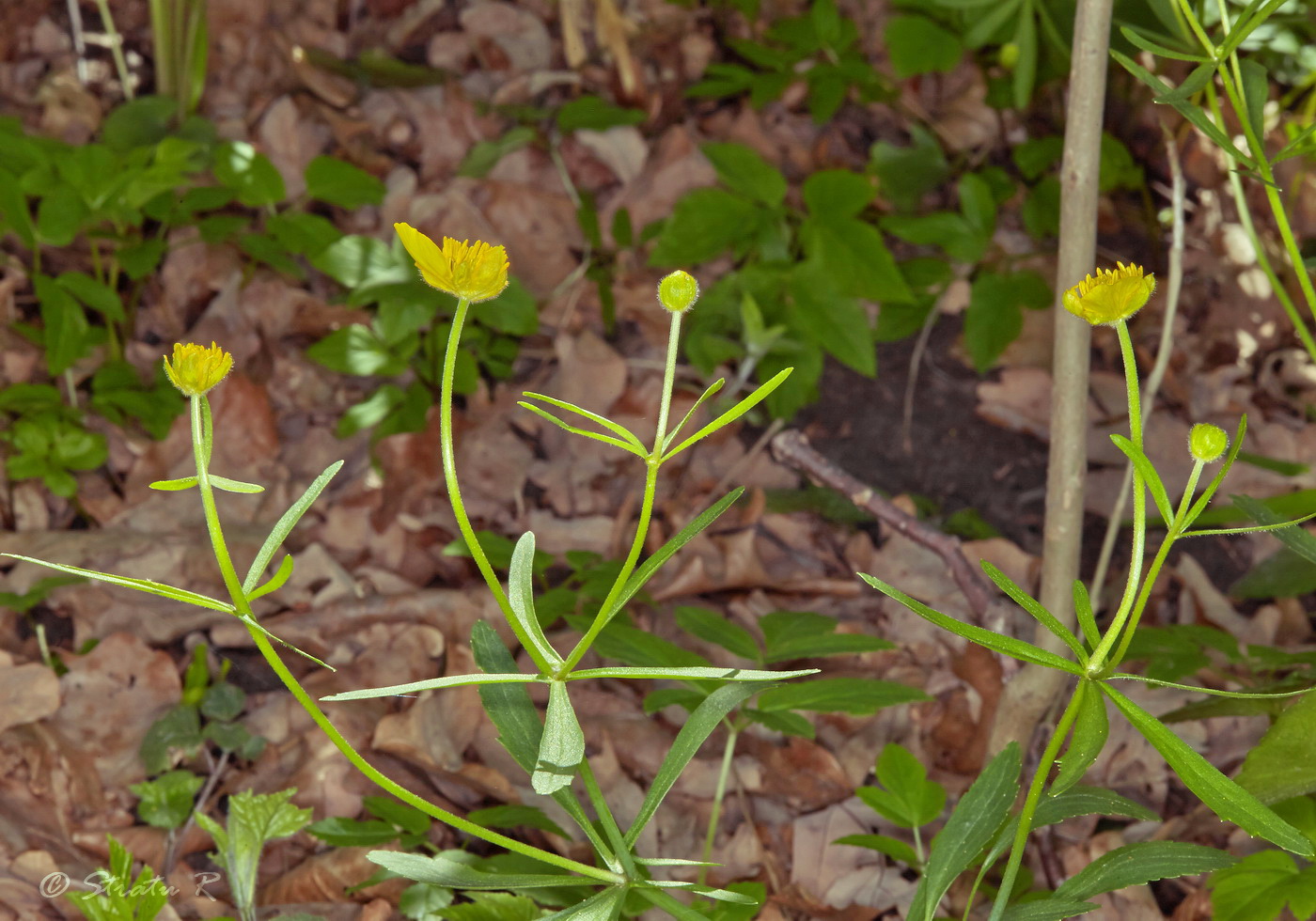 Изображение особи род Ranunculus.