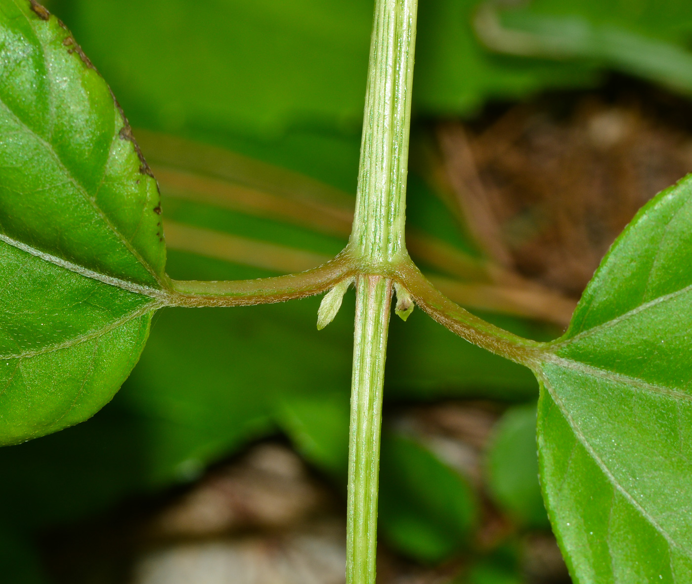 Image of Melanthera biflora specimen.