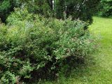 Spiraea japonica. Цветущее растение в озеленении парка. Польша, Подляское воеводство, окр. Нарвянского национального парка. 25.06.2009.