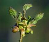 Acer platanoides