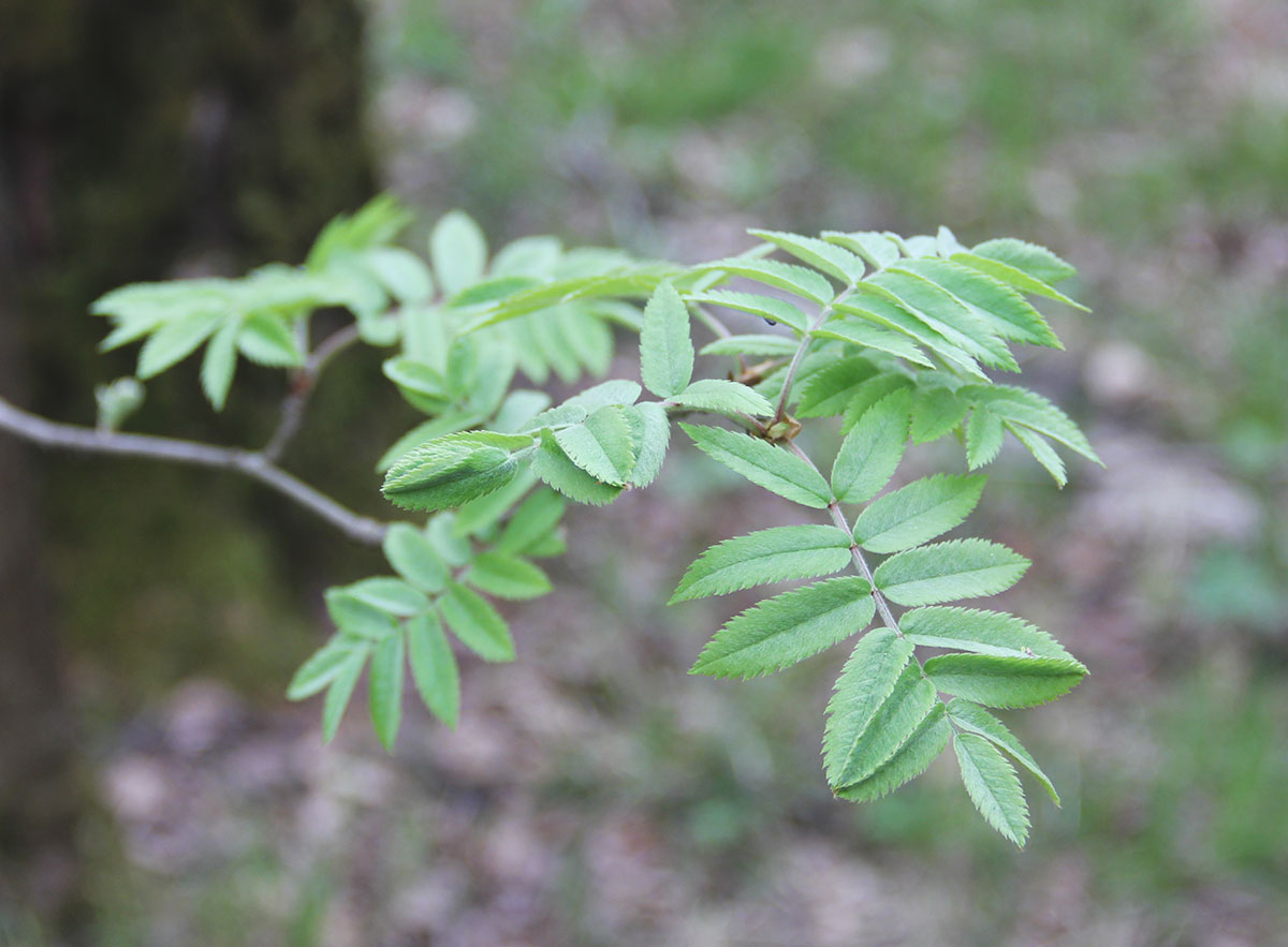 Image of Sorbus aucuparia specimen.