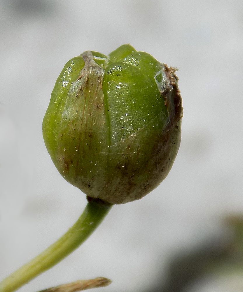 Image of Ornithogalum navaschinii specimen.