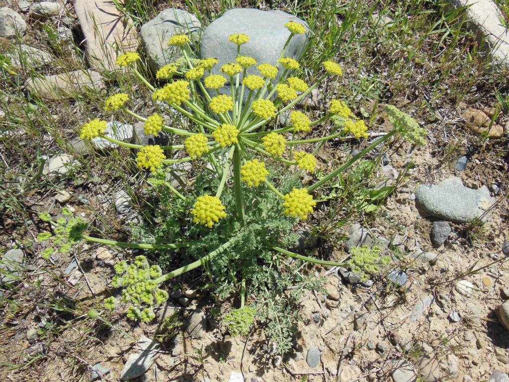 Image of Zosima absinthifolia specimen.