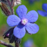 Anchusa azurea. Цветок. Ростовская обл., Неклиновский р-н, Васильево-Ханжоновское с/п, балка Сухой Еланчик, луг. 30.05.2017.