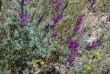 Astragalus varius