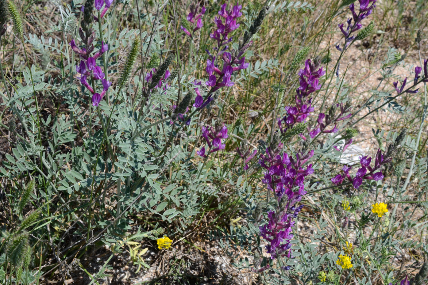 Изображение особи Astragalus varius.