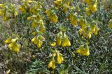 Onosma taurica. Соцветия. Крым, Тарханкутский п-ов, ур. Джангуль, петрофитная степь. 11 мая 2017 г.