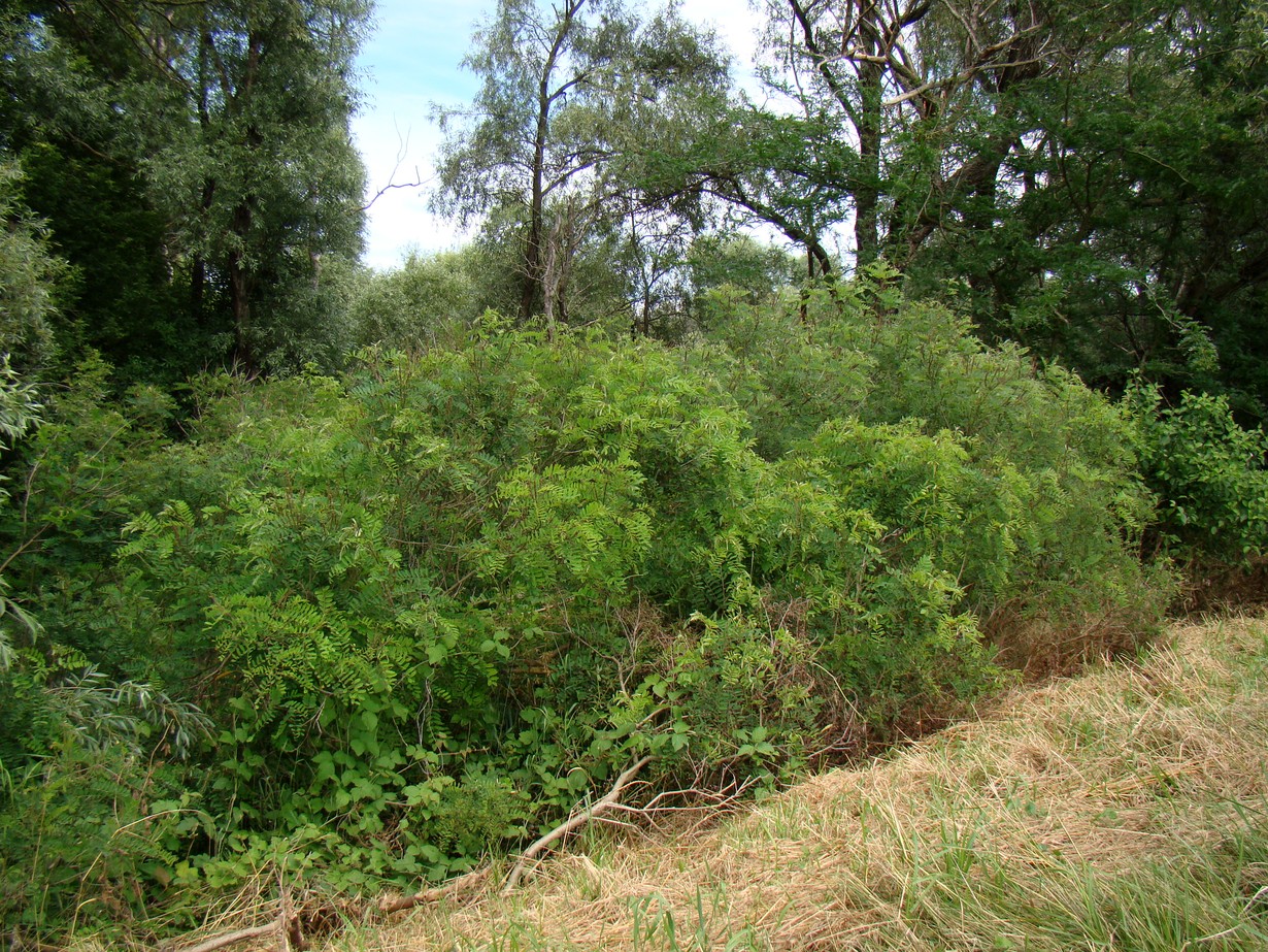 Image of Amorpha fruticosa specimen.