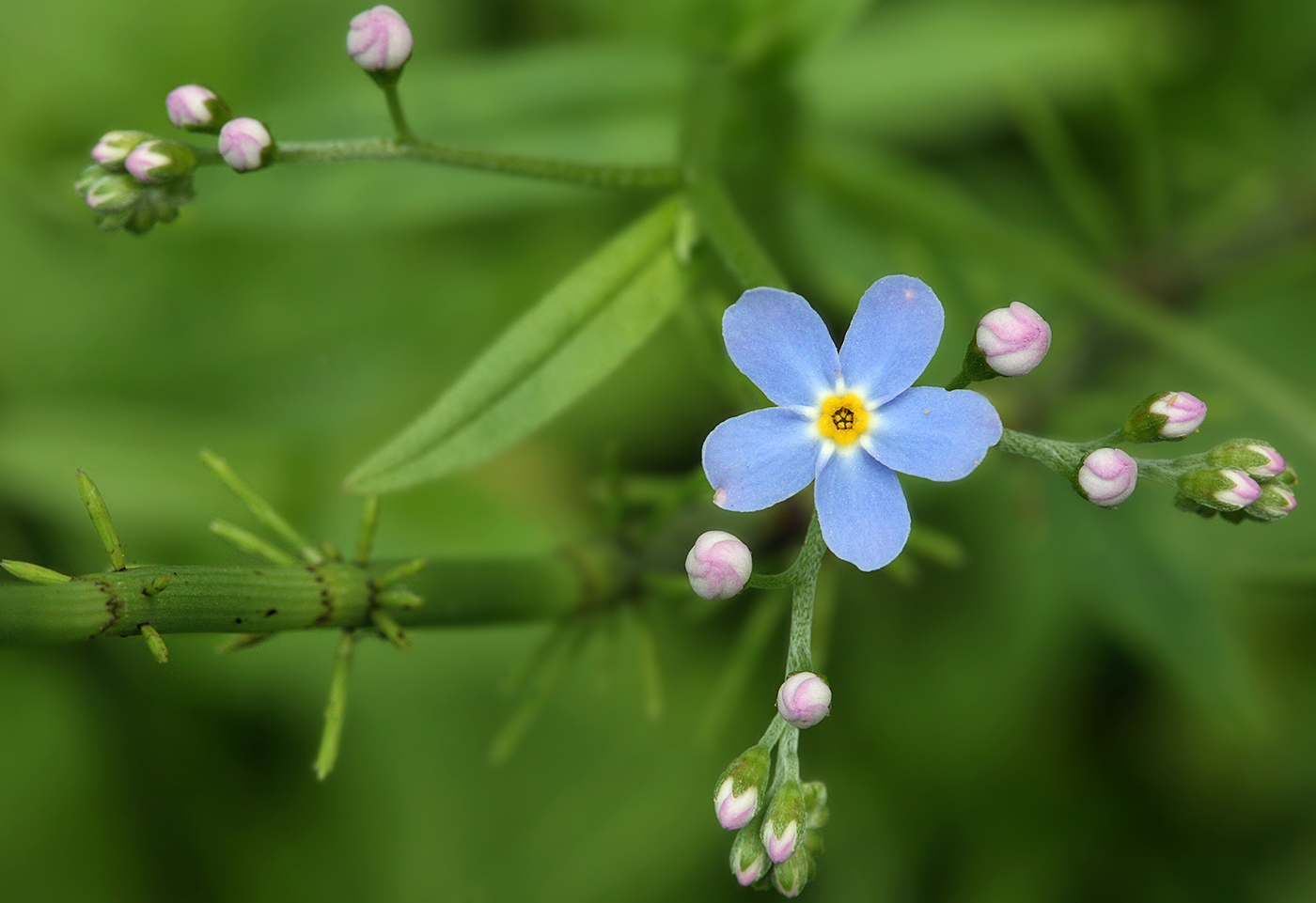 Image of Myosotis palustris specimen.