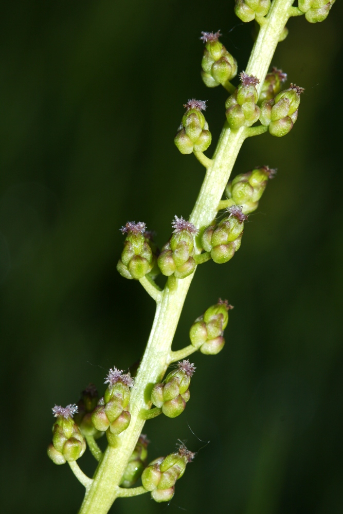 Image of Triglochin palustris specimen.