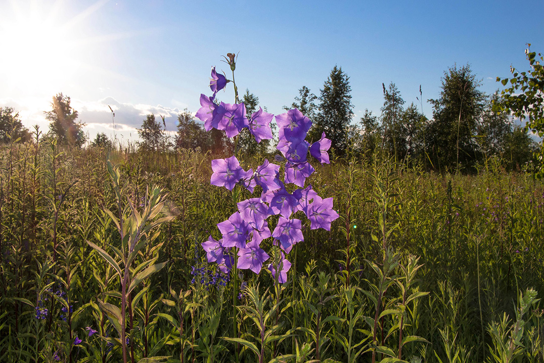 Изображение особи Campanula persicifolia.