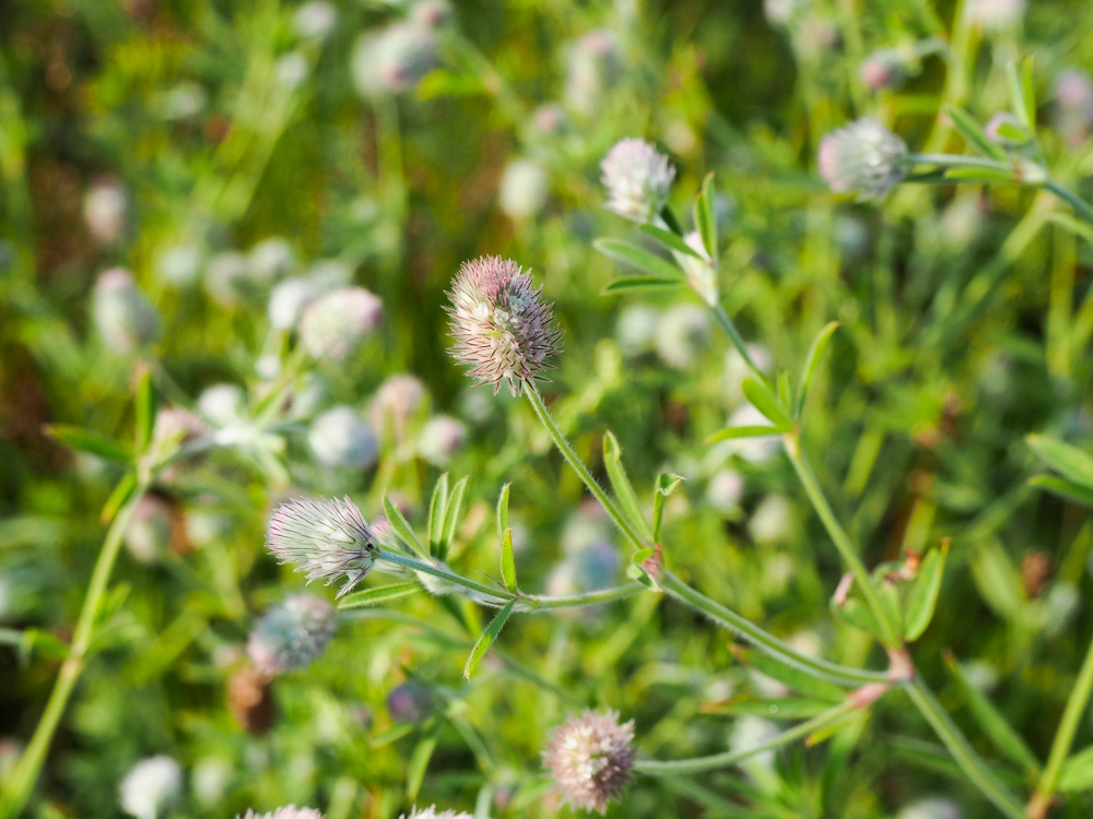Image of Trifolium arvense specimen.