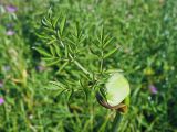 Angelica sylvestris