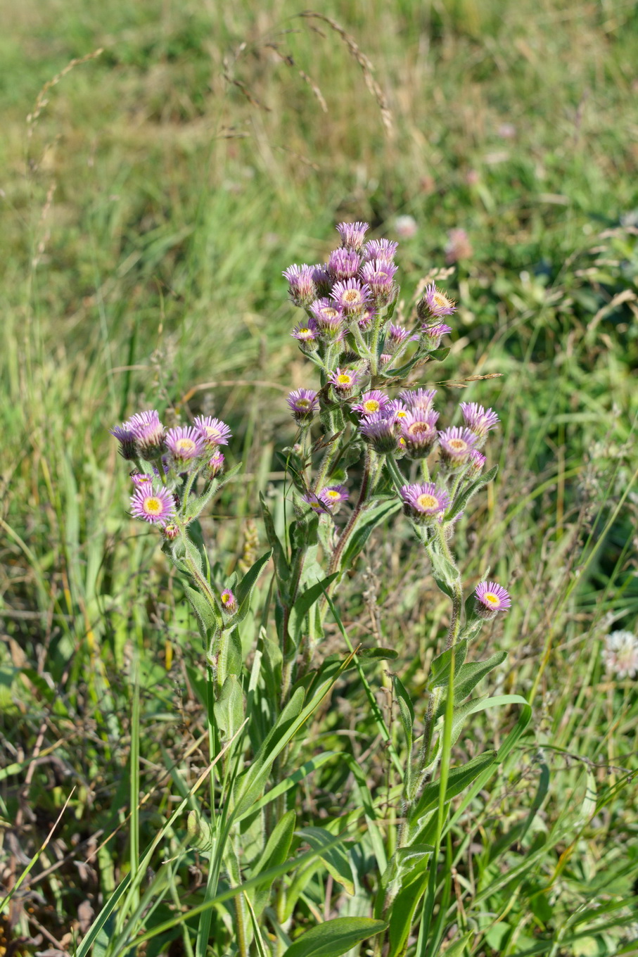 Image of Erigeron podolicus specimen.