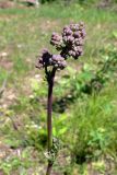 Thalictrum minus
