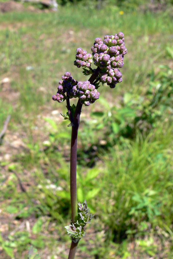 Image of Thalictrum minus specimen.