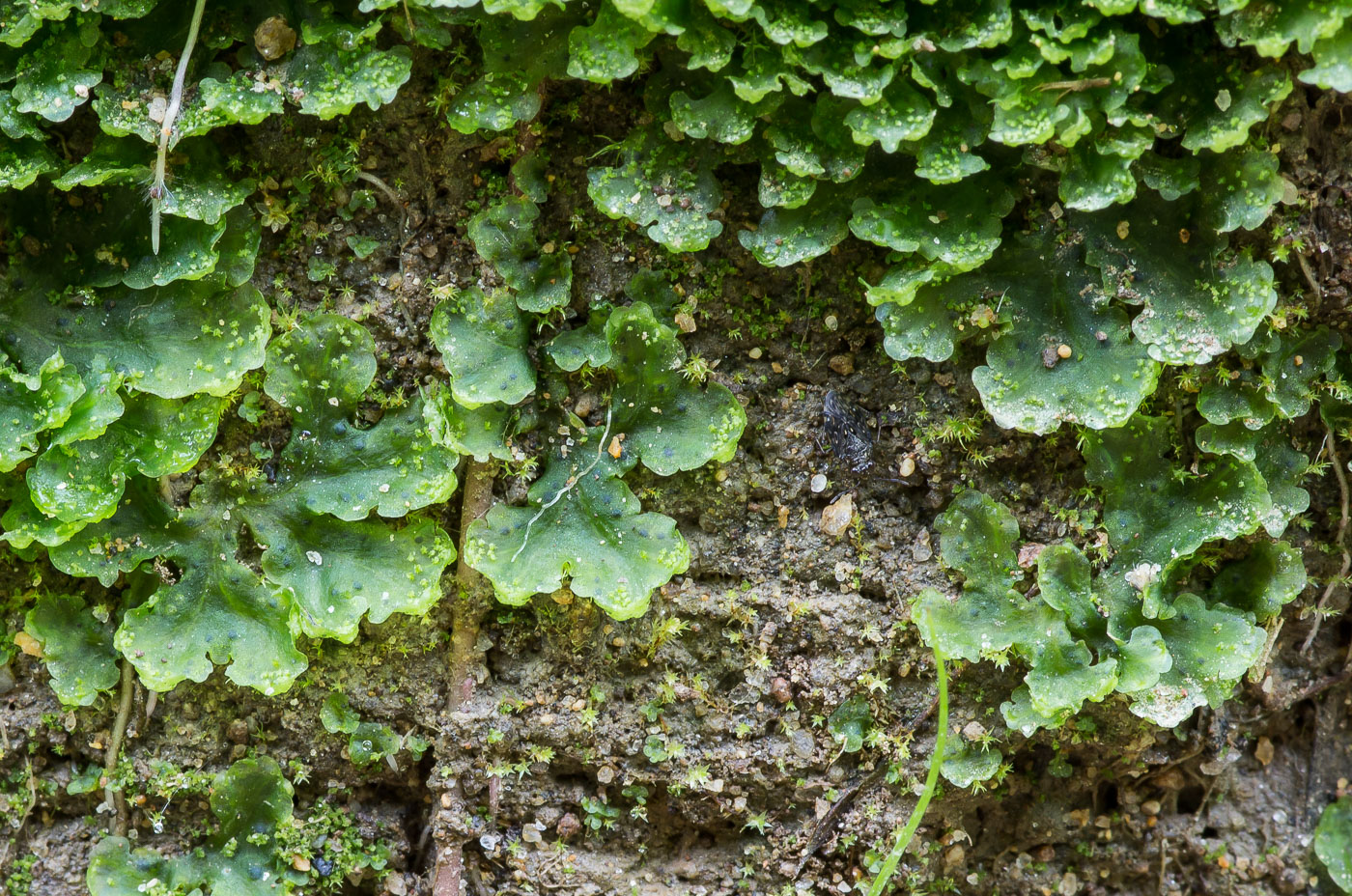 Image of Blasia pusilla specimen.