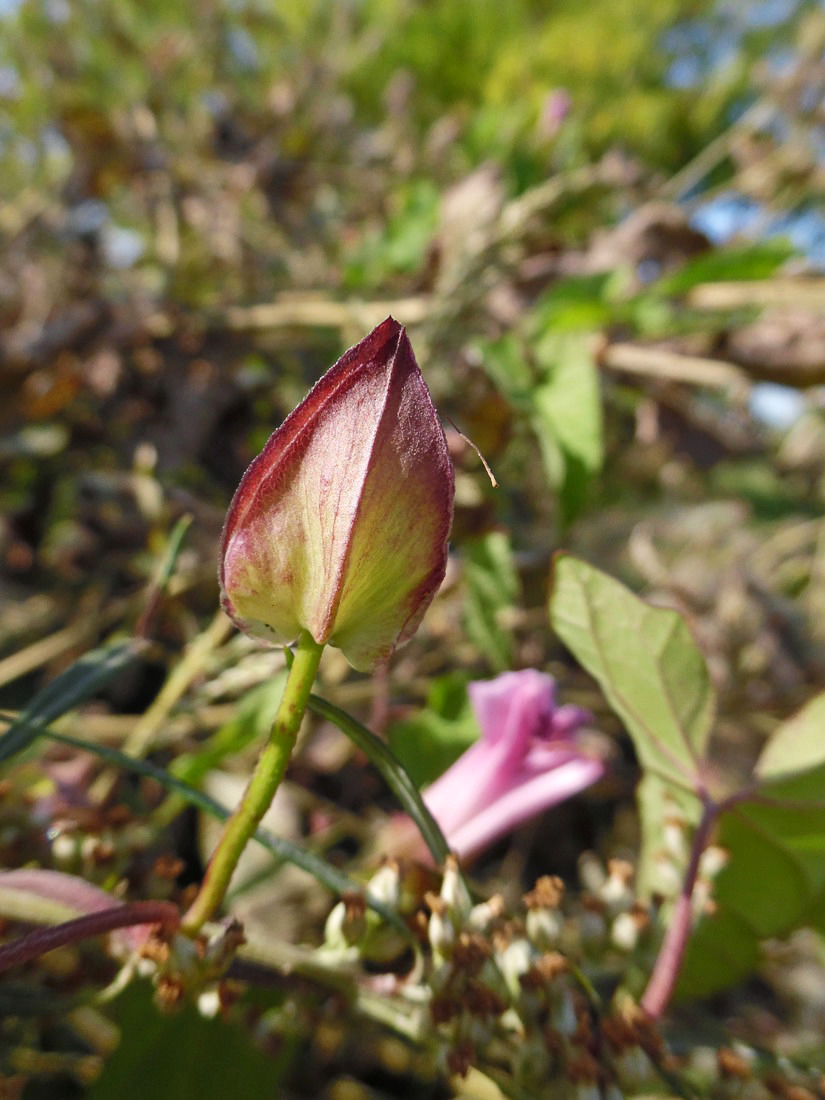 Image of Calystegia inflata specimen.