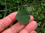 Populus tremula